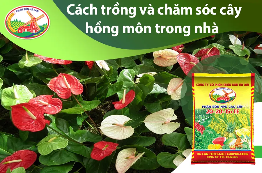 Hướng dẫn cách trồng và chăm sóc cây hồng môn hiệu quả