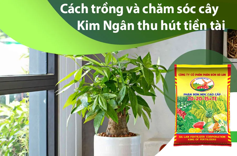 Hình ảnh tổng thể cây kim ngân xanh tốt sau khi áp dụng đúng quy trình chăm sóc