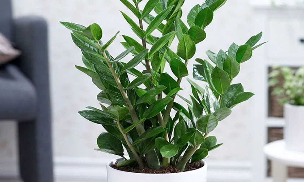 Cây kim tiền mang lại vẻ đẹp xanh mát cho không gian sống