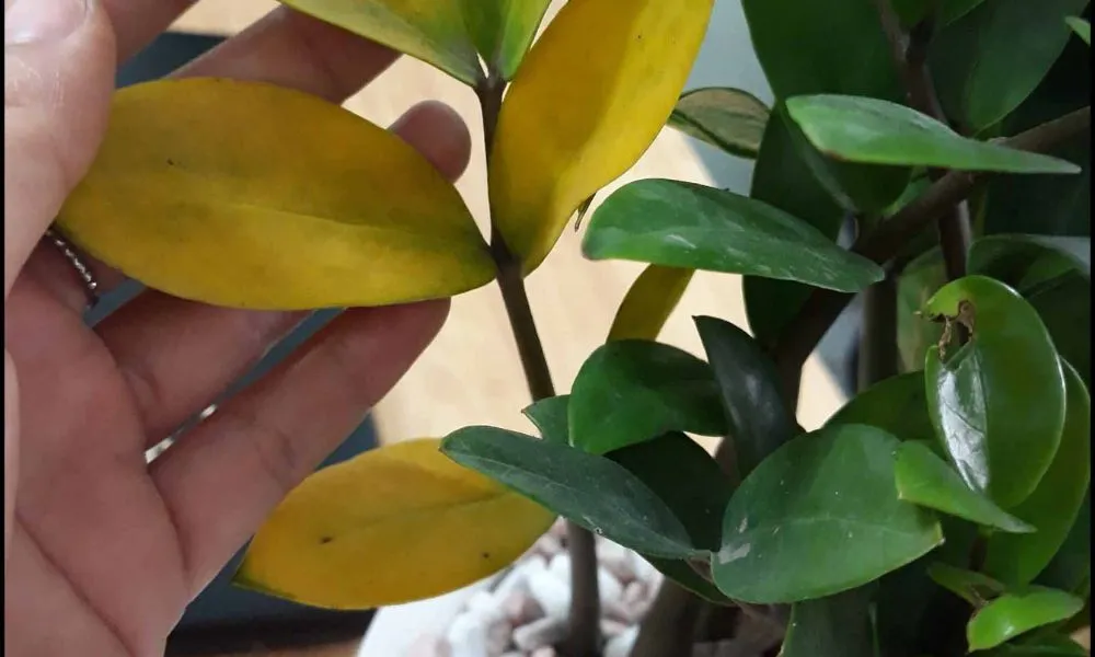 Phòng ngừa sâu bệnh giúp cây luôn giữ được vẻ đẹp rạng rỡ