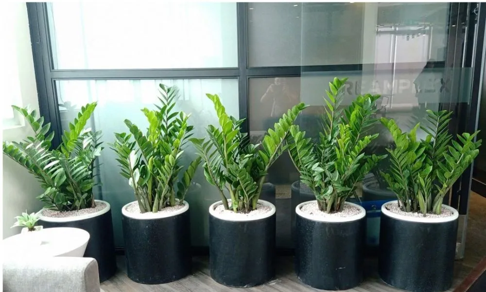 Chọn địa chỉ uy tín để sở hữu những chậu kim tiền đẹp nhất