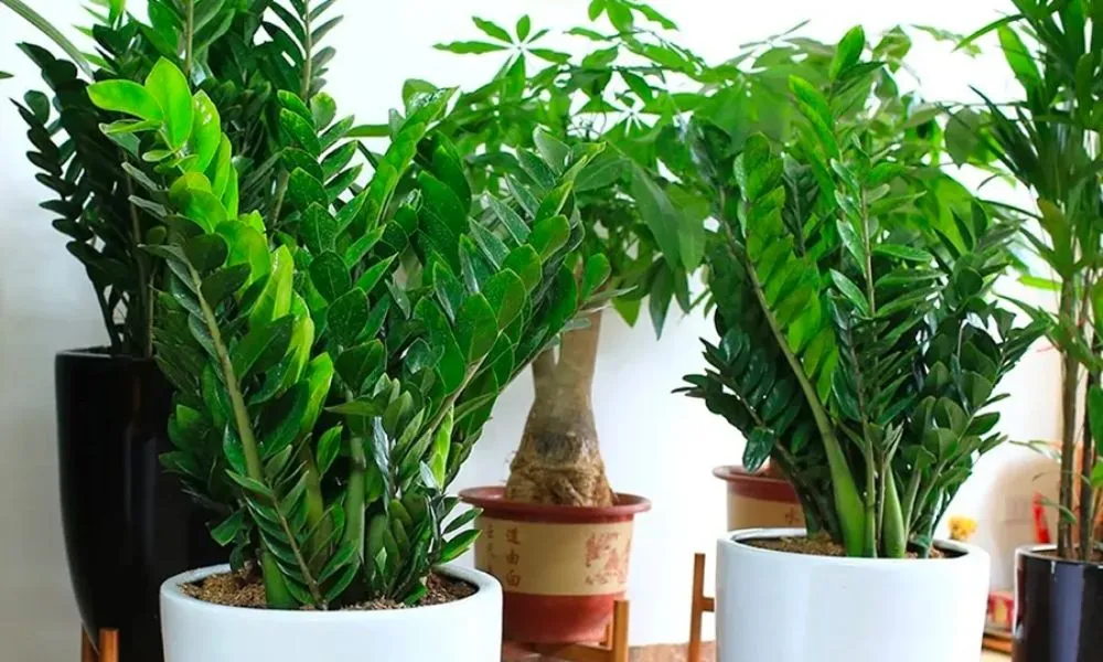 Cây kim tiền giúp thanh lọc các chất độc hại trong không khí