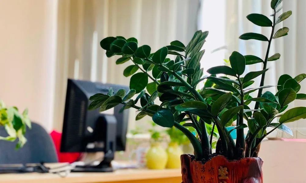 Vị trí đặt cây kim tiền hợp phong thủy giúp đón tài lộc