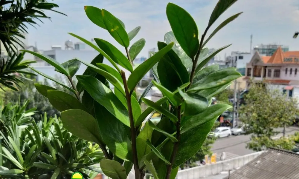 Điều kiện môi trường lý tưởng giúp cây kim tiền phát triển mạnh