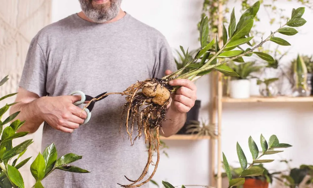 Chọn cây giống khỏe mạnh là bước đầu quan trọng để thành công