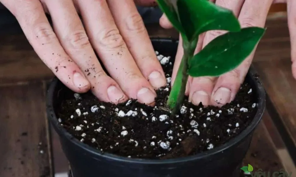 Quy trình trồng cây kim tiền vào chậu mới đúng kỹ thuật