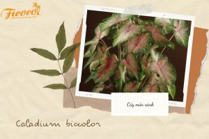 CÁCH TRỒNG VÀ CHĂM SÓC CÂY MÔN CẢNH TẠI NHÀ