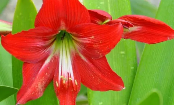 Hoa huệ đỏ trổ bông rực rỡ đúng dịp Tết nhờ cách phơi củ cực đơn giản - 1