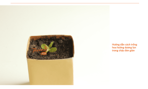 Cách trồng và chăm sóc hoa hướng dương lùn hiệu quả tại nhà