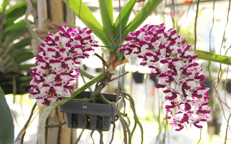 Chăm sóc lan Đại Châu