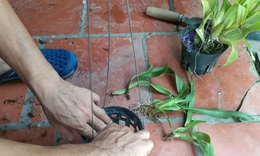 Tách cây là kỹ thuật nhân giống lan phổ biến