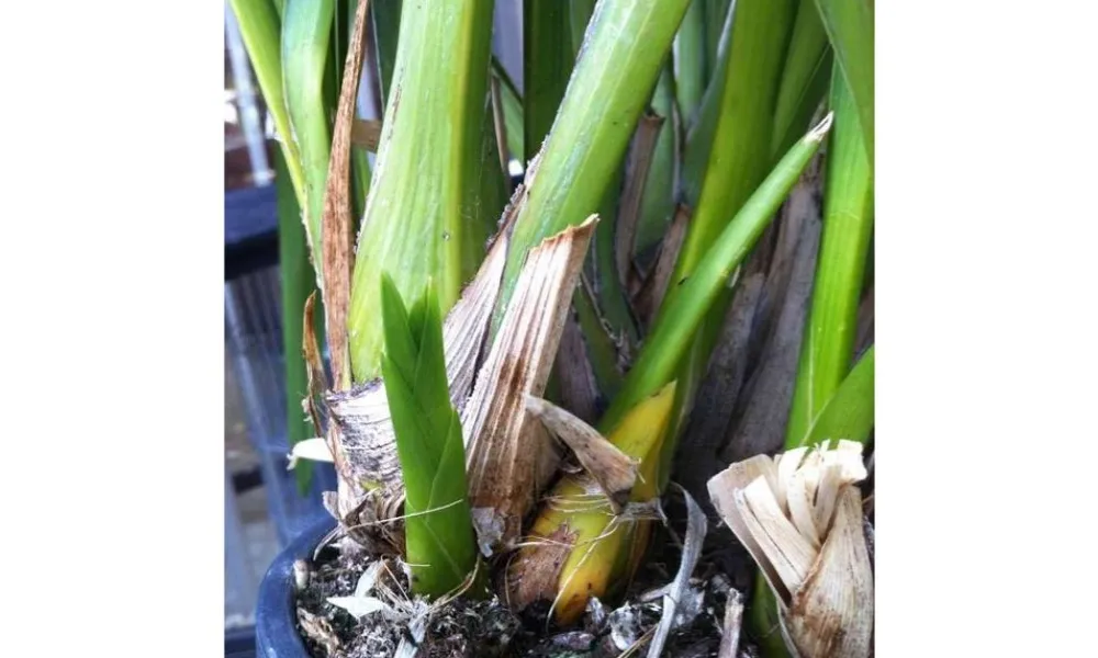 Lan bị thối rễ