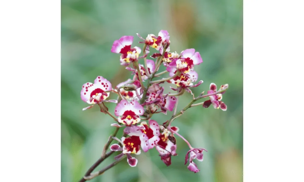 Màu sắc của hoa lan có sự pha trộn giữa các màu