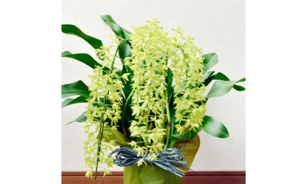 Lan hoàng hậu có màu vàng sữa