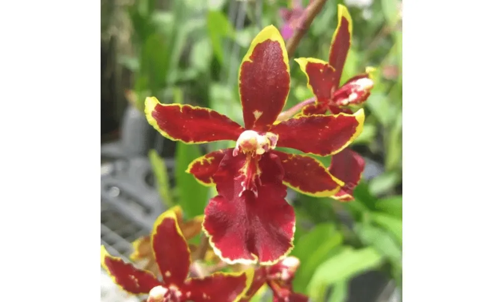 Lan mèo đỏ có vẻ đẹp sang trọng với màu đỏ rực rỡ