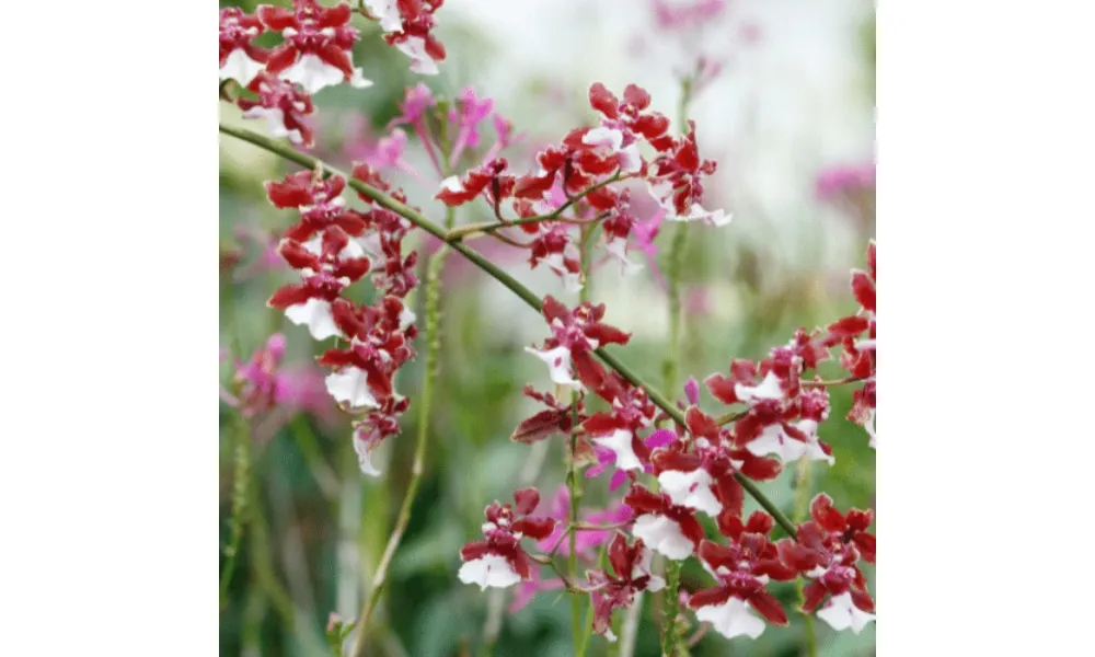 Lan mèo hoang có vẻ đẹp hoang dã, kỳ bí