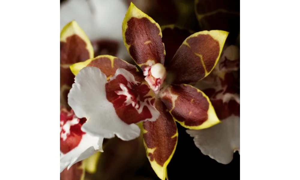 Lan socola có màu nâu đặc trưng làm nên nét đẹp riêng