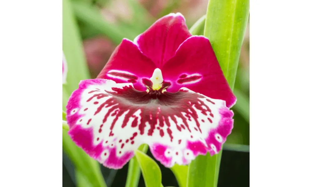 Lan miltonia là một giống lan cổ điển