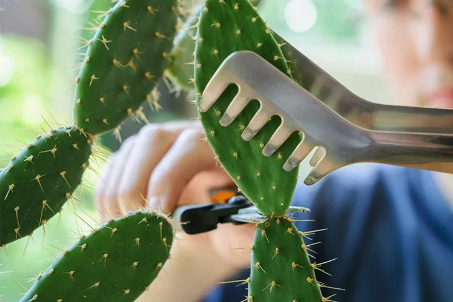 Cách trồng xương rồng bằng cành chuẩn kỹ thuật