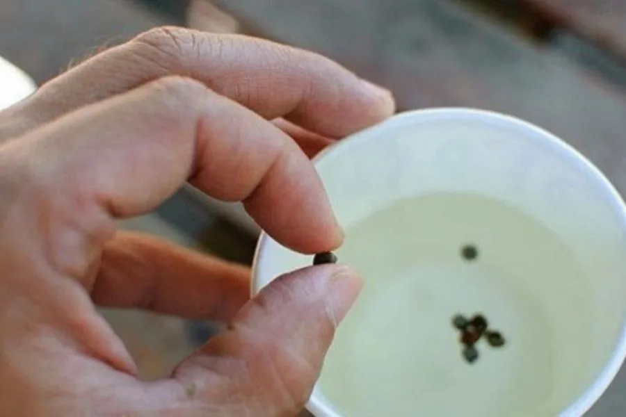 Chọn hạt giống chuẩn trước khi trồng cây xương rồng bằng hạt