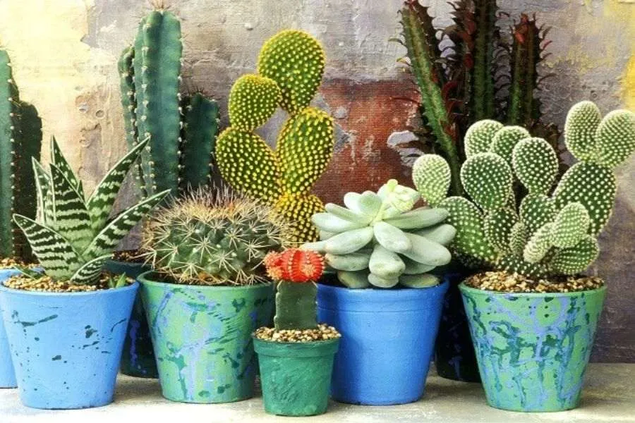 Phòng chống sâu bệnh hại để cây xương rồng phát triển mạnh khỏe