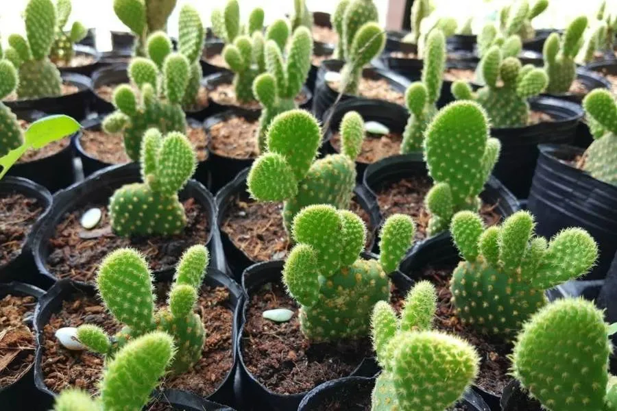 Đặt cây xương rồng con vào chậu riêng