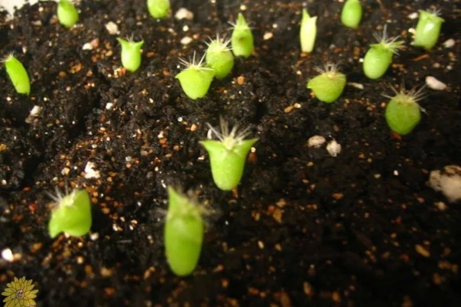 Tưới nước đều đặn khi hạt xương rồng bắt đầu nảy mầm