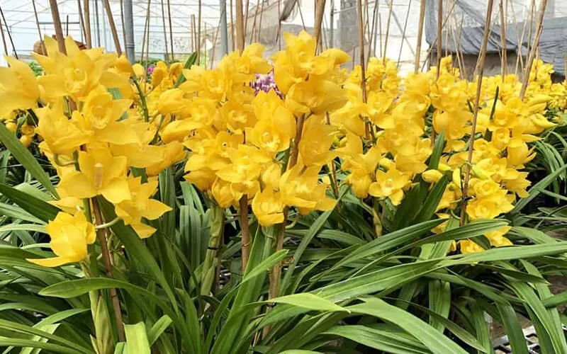 Chậu địa lan trong điều kiện lý tưởng