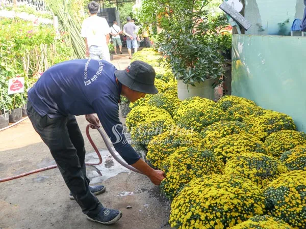 Tưới nước đúng cách cho cúc mâm xôi