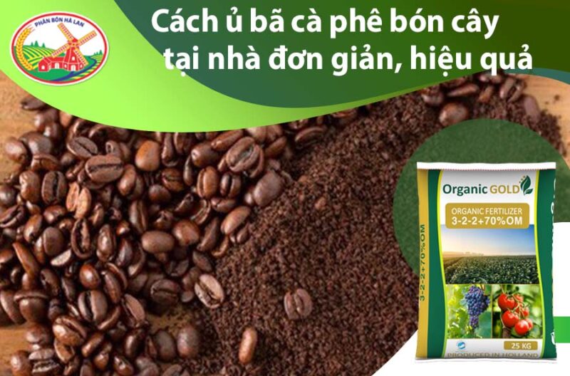 Hướng Dẫn Chi Tiết Cách Ủ Bã Cà Phê Bón Cây Đúng Cách