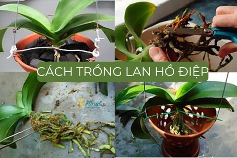 Hướng Dẫn Chi Tiết Cách Trồng Phi Điệp Vàng Để Cây Khỏe, Hoa Đẹp