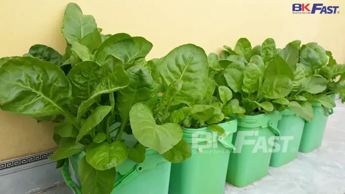 Rau bina trồng theo phương pháp thủy canh – BKFAST