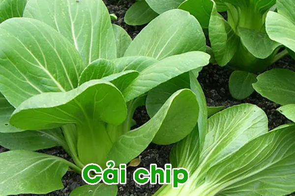 Mùa Thu Trồng Rau Gì ? cải chip