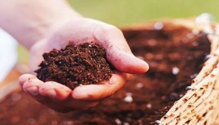 Cải thiện đất bằng phân vi sinh