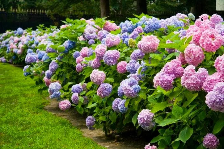 Hạt giống hoa cẩm tú cầu chất lượng