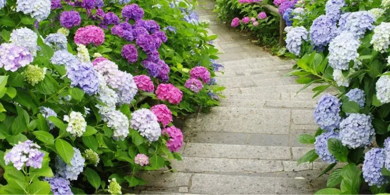 Loại hoa trồng trước nhà siêu đẹp và sang-