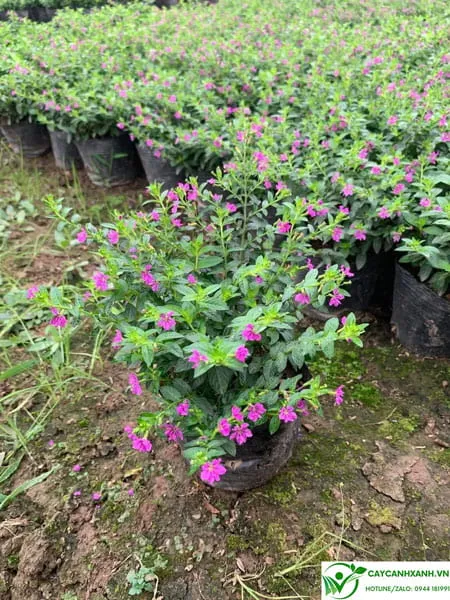 Cẩm tú mai trồng bồn hoa trường học ưa nắng