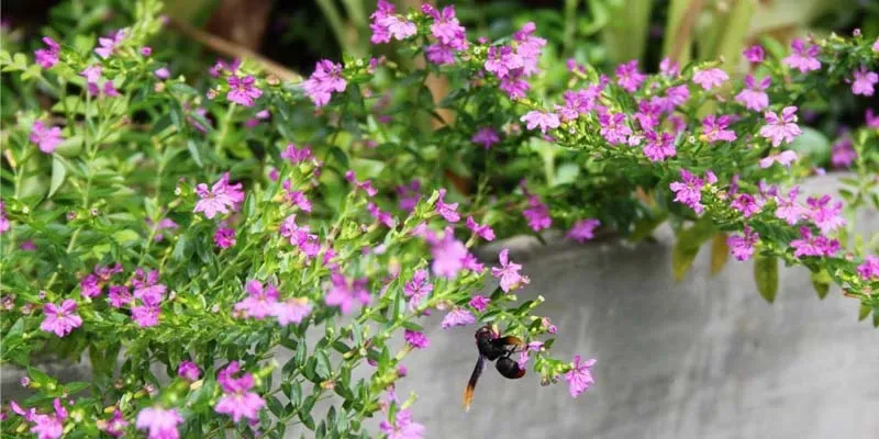 Hoa cẩm tú mai rất dễ trồng