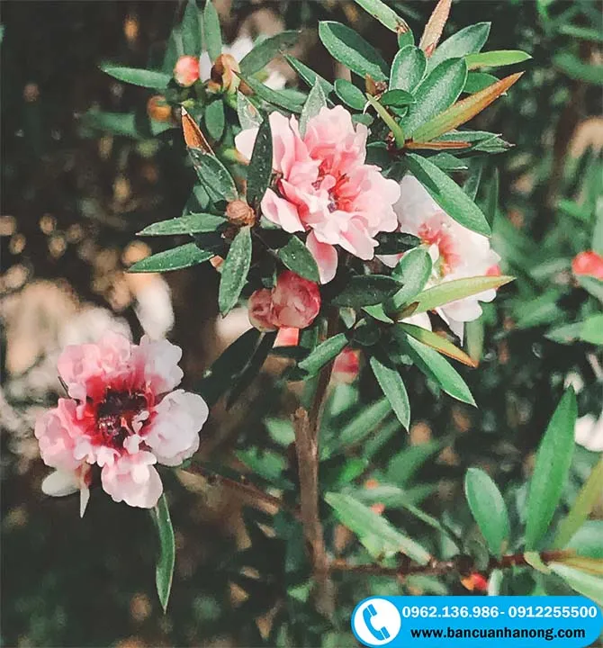 Cận cảnh bông hoa cây tùng tuyết mai màu hồng phấn tinh khôi