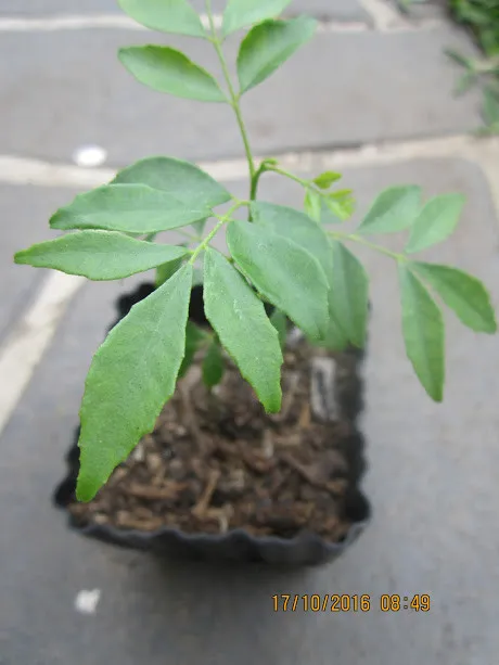 Cận cảnh lá cây cà ri xanh tốt