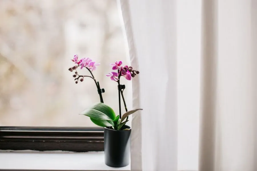 Học hỏi kinh nghiệm trồng hoa lan từ các nhà vườn lâu năm