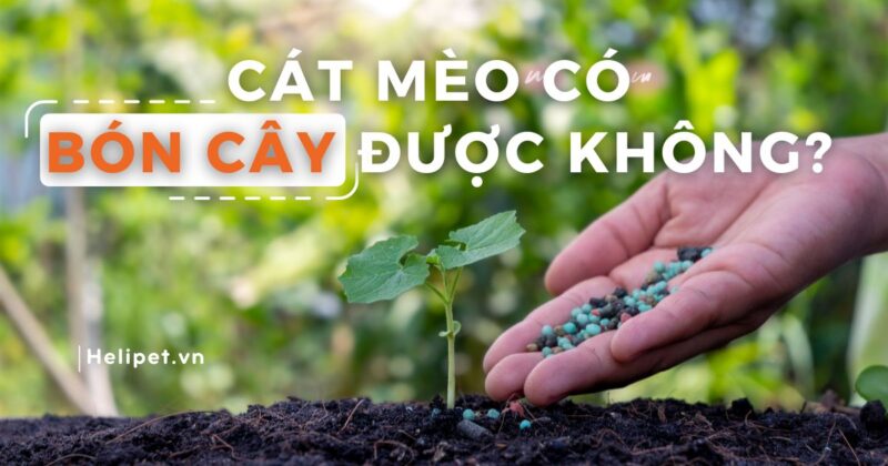 Hướng Dẫn Chi Tiết Cách Ủ Bã Đậu Nành Bón Cây, Tốt Cho Vườn Nhà