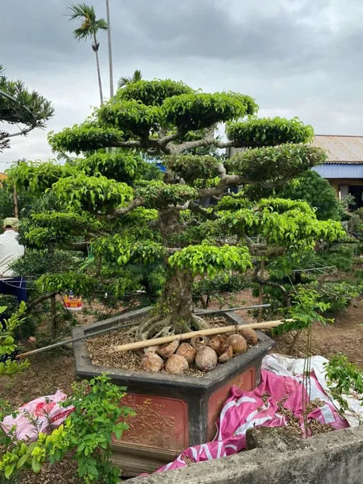 Hướng dẫn cách tỉa cành lá của cây sanh