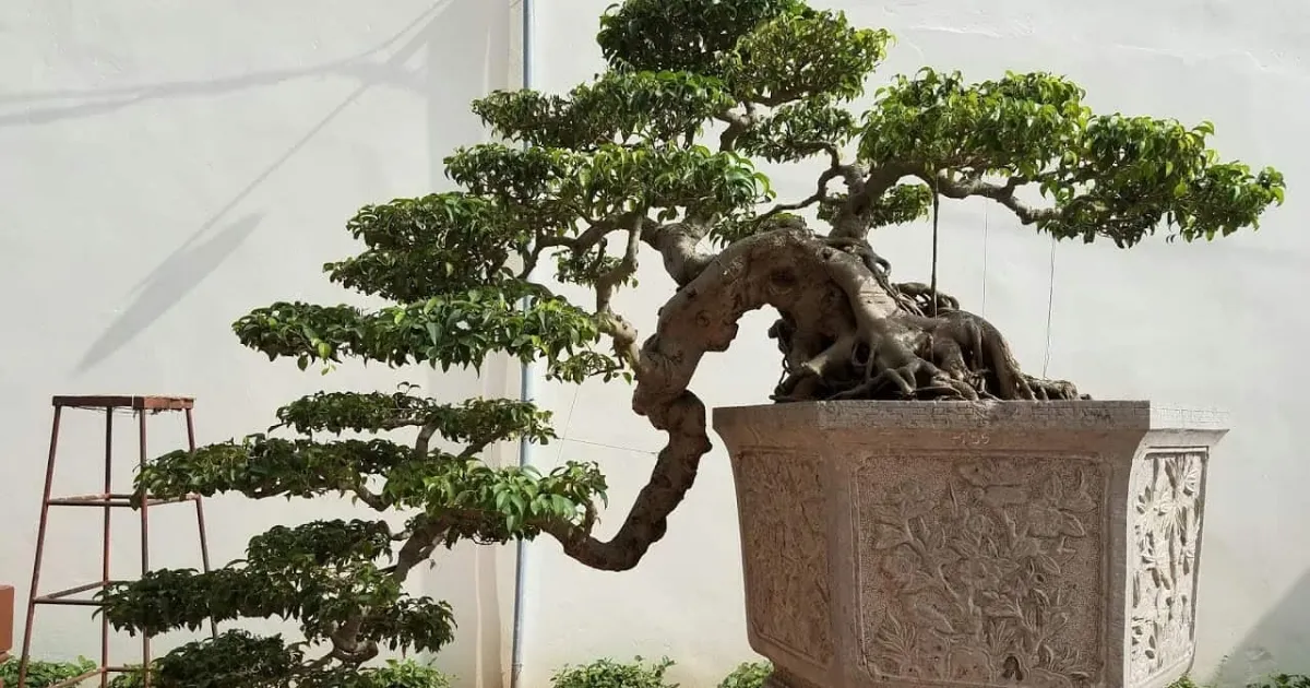 Thời điểm lý tưởng để thực hiện nguyên tắc cắt tỉa cây cảnh