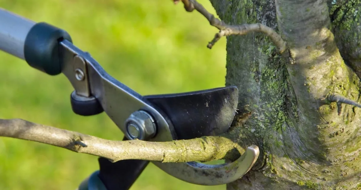 Dụng cụ kéo cắt cành chuyên dụng đã được khử trùng