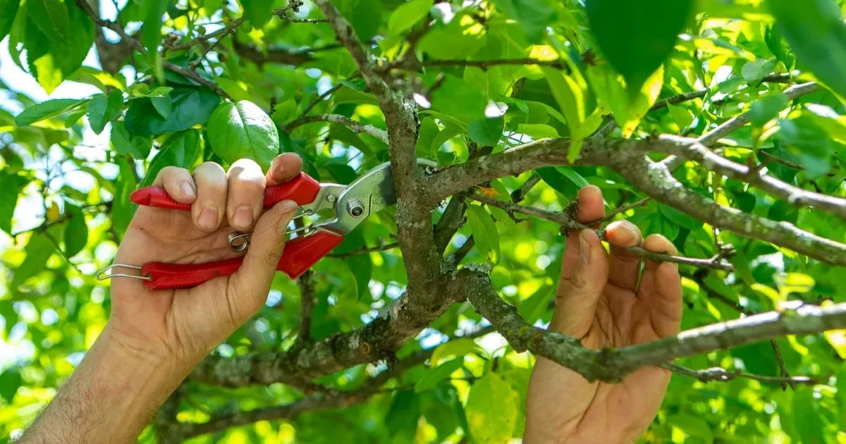 Cách xác định vị trí cành cần loại bỏ theo nguyên tắc cắt tỉa cây cảnh