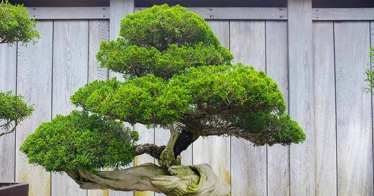 Nghệ thuật cắt tỉa tạo dáng cho cây bonsai chuyên nghiệp