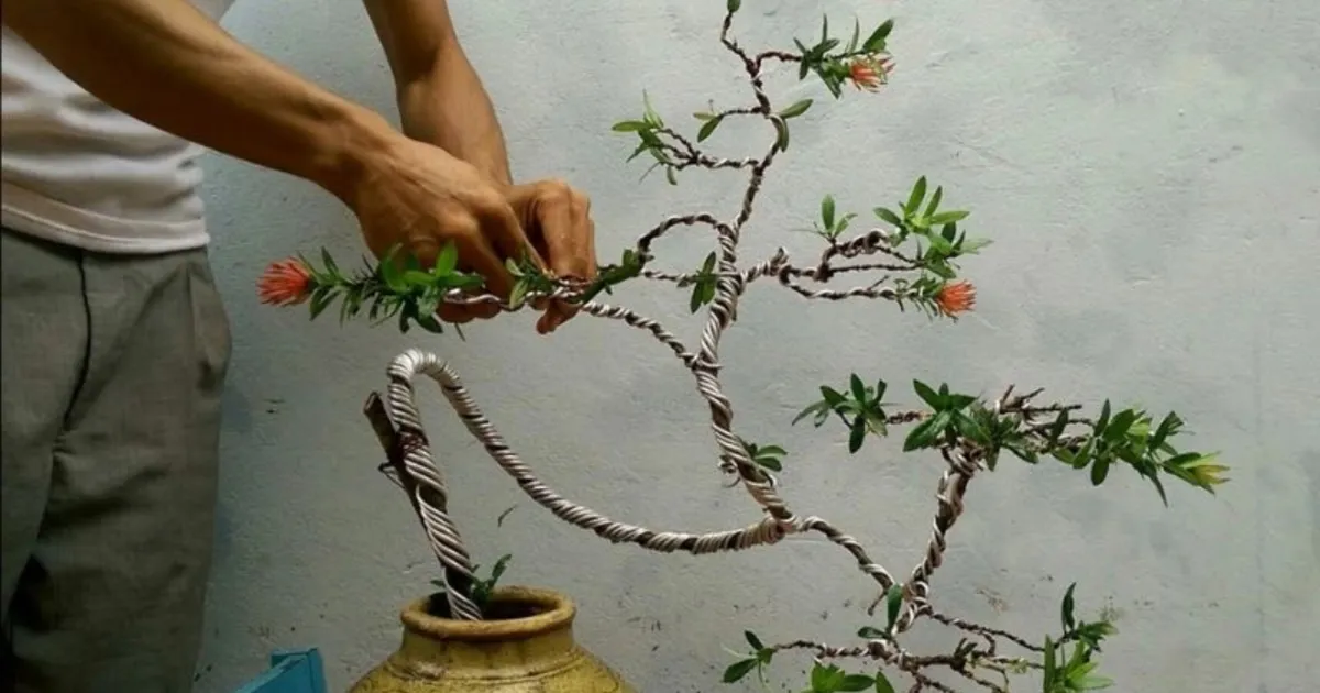 Sử dụng dây nhôm định hình kết hợp nguyên tắc cắt tỉa cây cảnh