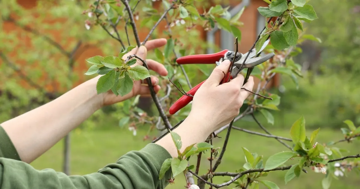 Chọn ngày khô ráo để thực hiện công việc chăm sóc cây cảnh