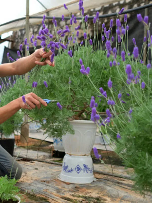 Tỉa cành lavender